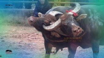 《斗牛》在线观看,热血激战,传奇诞生 第1张 《斗牛》在线观看,热血激战,传奇诞生 第1张