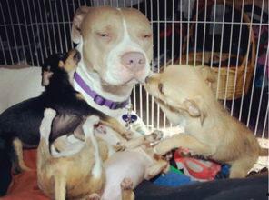 爆料救助狗狗视频播放在线观看,温情满满引网友泪目  第2张